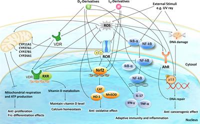 The Role of the Vitamin D Receptor in the Pathogenesis, Prognosis, and Treatment of Cutaneous Melanoma